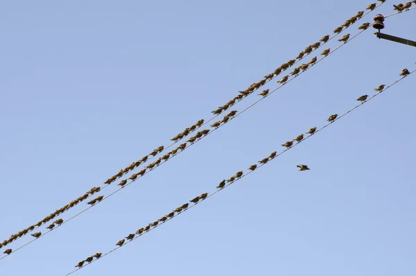 Pássaros em fios — Fotografia de Stock