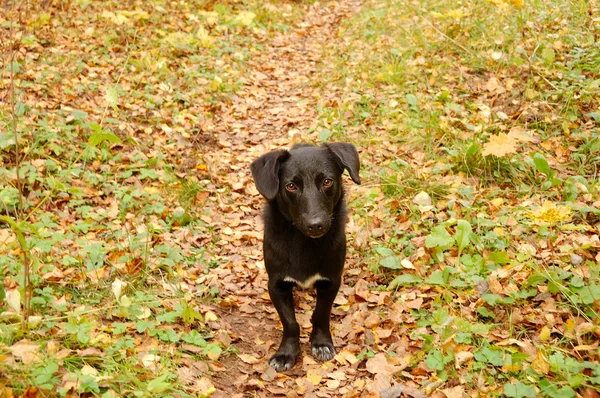 Stock image Homeless dog