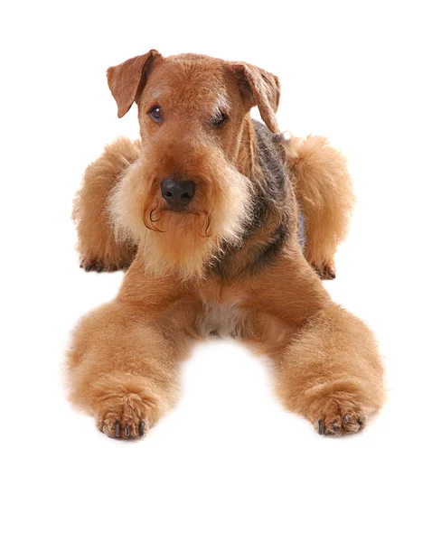 stock image Airedale