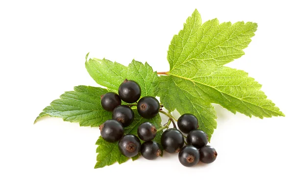 Kvist av svarta vinbär — Stockfoto