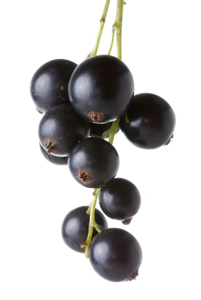 Twig of black currants — Stock Photo, Image