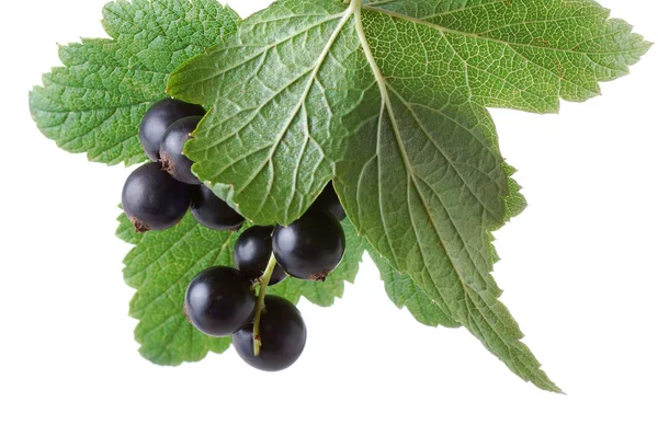 Twig of black currants — Stock Photo, Image