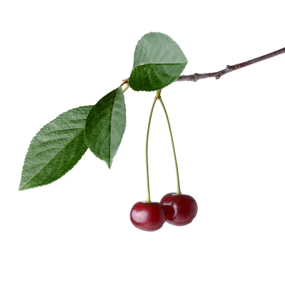 Twig Cherry med gröna blad — Stockfoto