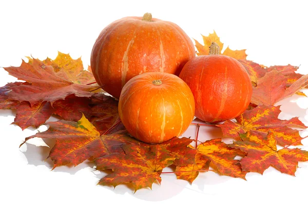 Three pumpkins — Stock Photo, Image