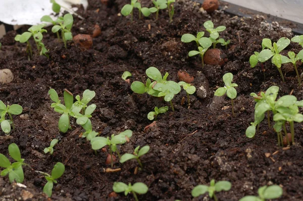 Seedling in soil — Stock Photo, Image