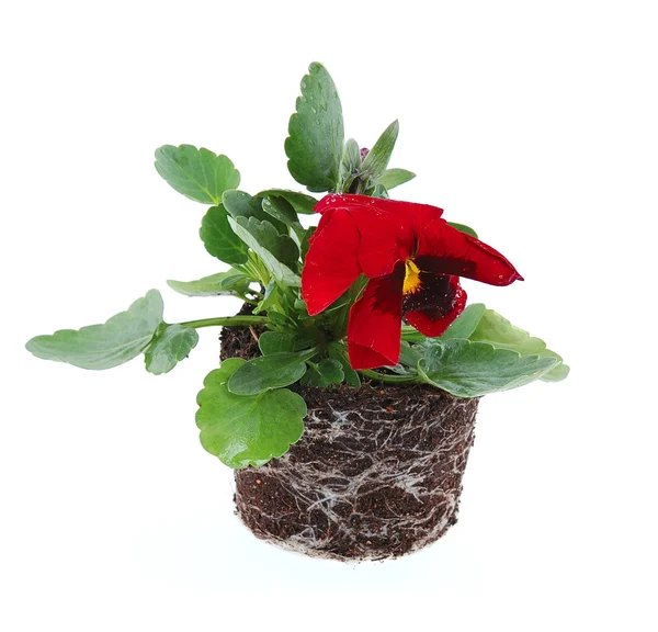 Blommande växt — Stockfoto