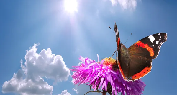Πεταλούδα στο λουλούδι κατά ουρανό Εικόνα Αρχείου