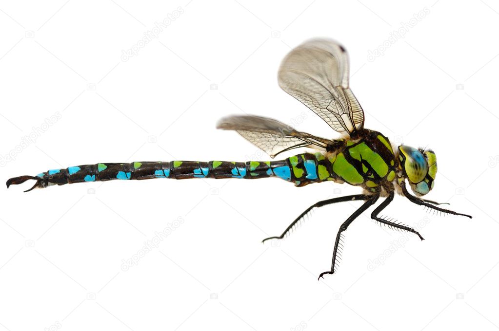 Dragonfly — Stock Photo © natlit #2555089