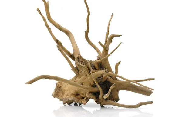 Dry root — Stock Photo, Image