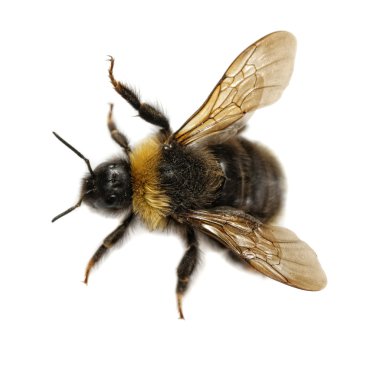 Bumblebee clipart