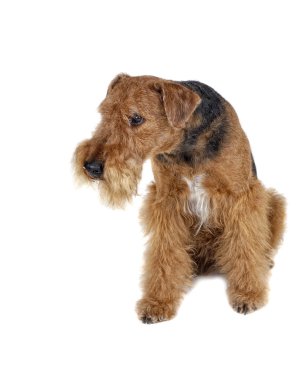 Airedale