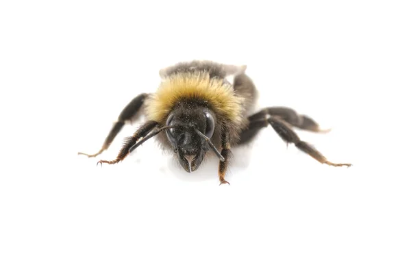 Bumblebee Przewodniczący — Zdjęcie stockowe