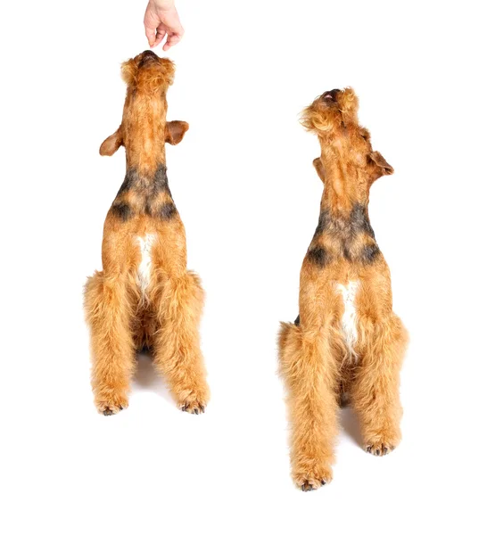 Airedale — Foto Stock
