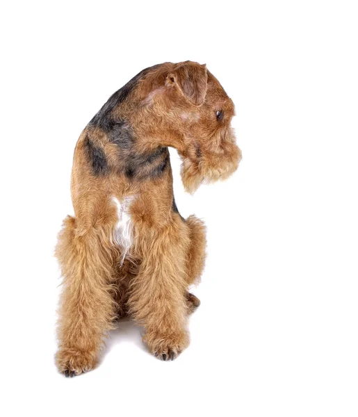 Airedale — Foto Stock