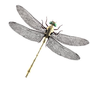 Dragonfly clipart