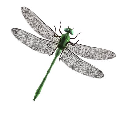 Green Dragonfly clipart