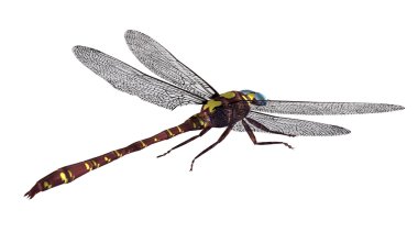 Dragonfly clipart