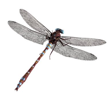 Brown Blue Dragonfly clipart