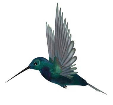 Blue Green Hummingbird clipart