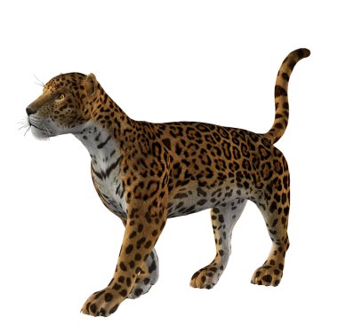 Jaguar ayakta