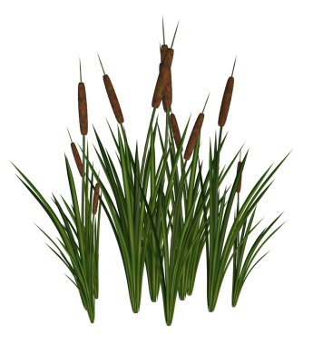 Cattails clipart