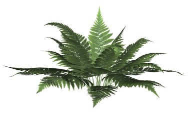 Green Forest Fern clipart