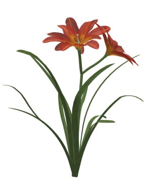 Orange Lily clipart