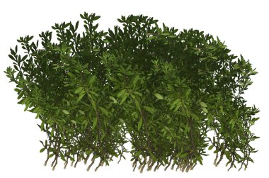 Green Plant Shrub clipart