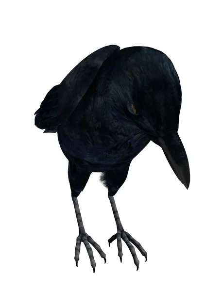 Чорна ворона — стокове фото