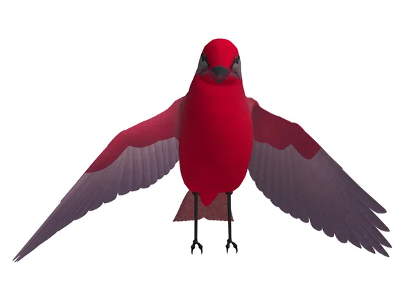 Κόκκινο songbird — Φωτογραφία Αρχείου