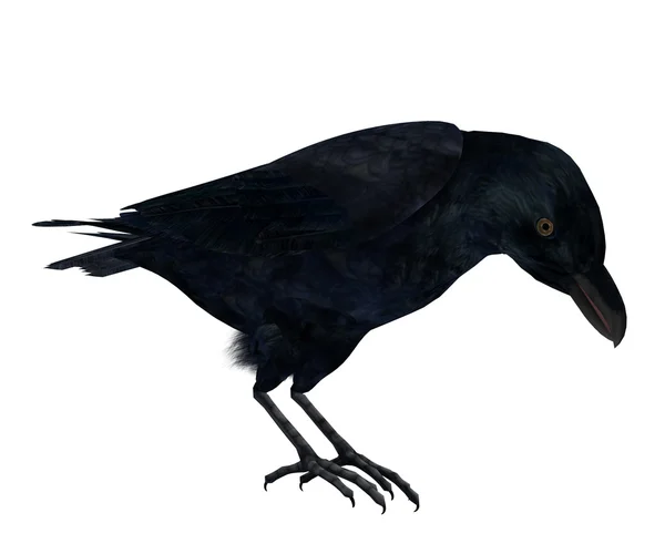 Černá vrána — Stock fotografie