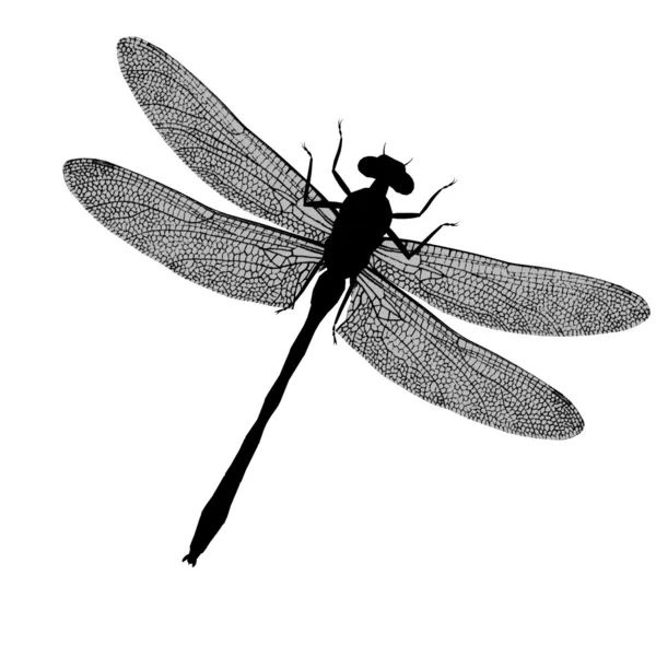 Dragonfly Silhouette — Stock Photo, Image