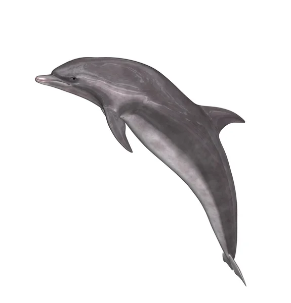 stock image Dolphin