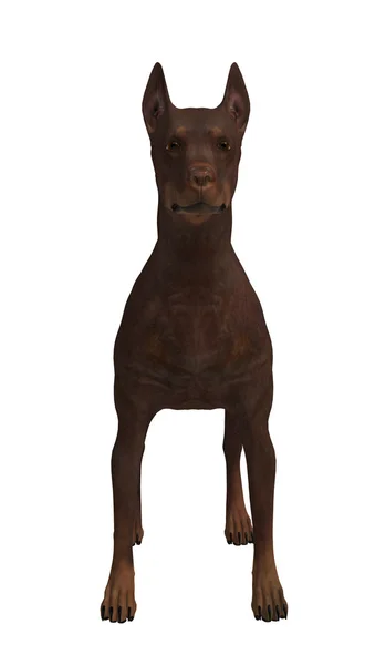 Kahverengi bir köpek — Stok fotoğraf