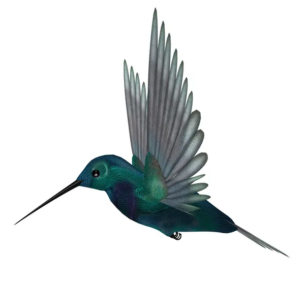 Blauw groen kolibrie — Stockfoto