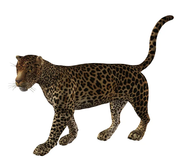 Jaguar séta — Stock Fotó
