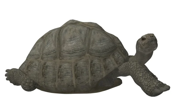 Büyük kaplumbağa — Stok fotoğraf