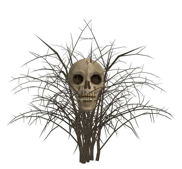 Cráneo en arbusto —  Fotos de Stock
