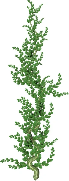 绿色树皮绿色藤蔓植物 — 图库照片
