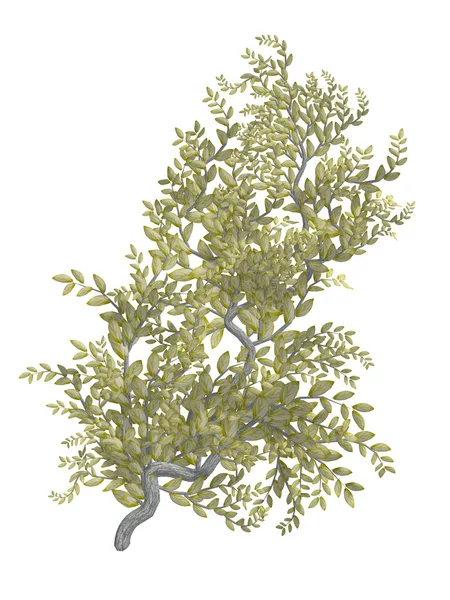 灰色の樹皮を持つ黄色のつる植物 — ストック写真