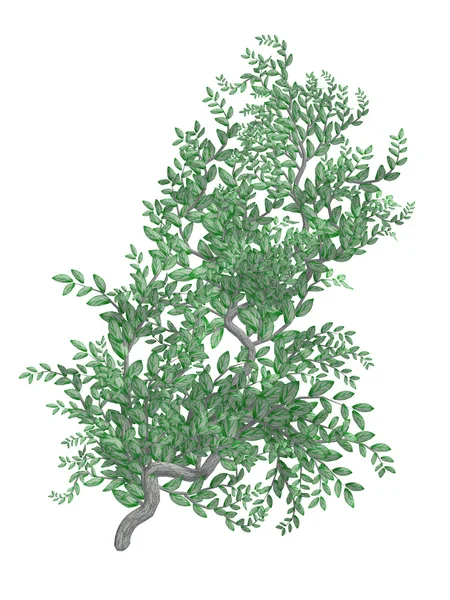 灰色树皮绿色藤蔓植物 — 图库照片