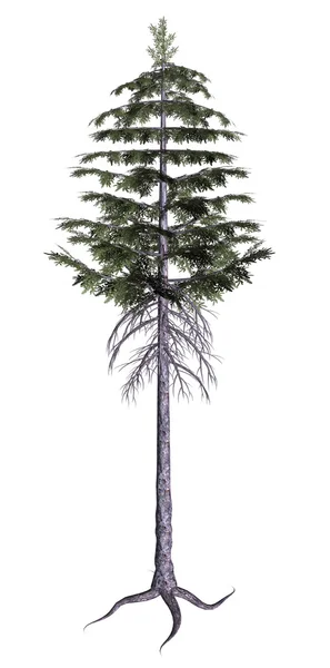 Çam ağacı — Stok fotoğraf