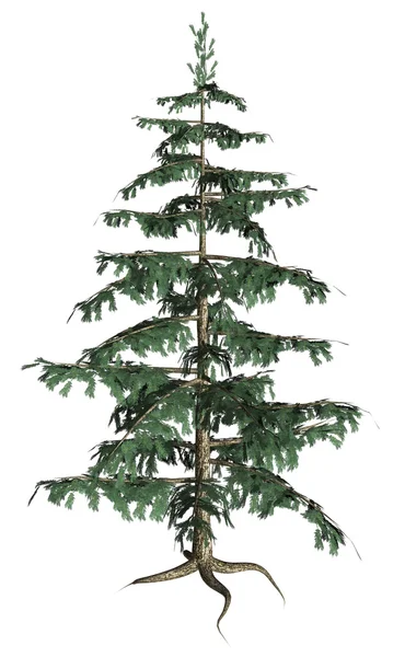 Pine Tree — Stock Photo, Image