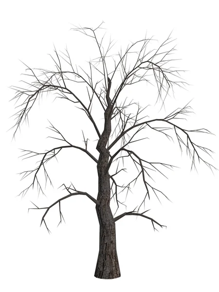 Dead Tree — Stock Photo, Image