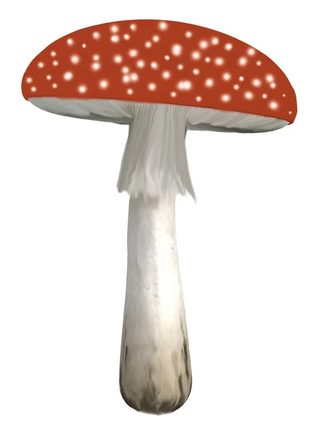 Пятнистый гриб польки — стоковое фото