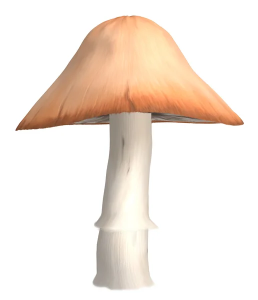 Оранжевый гриб — стоковое фото