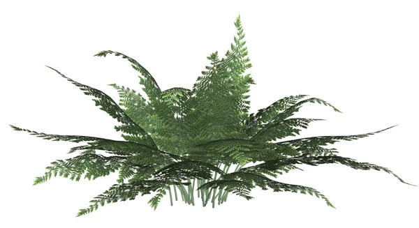 Green Forest Fern — Stock Photo, Image