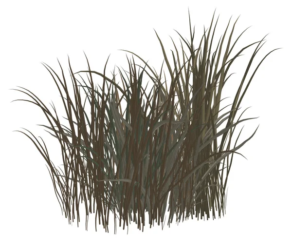 Totes Gras — Stockfoto