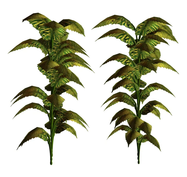 Jungle Plant — Stock Photo, Image