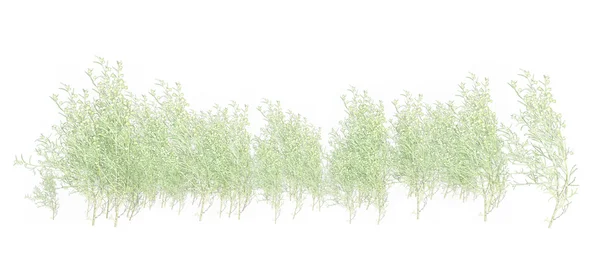 Травяная листва — стоковое фото